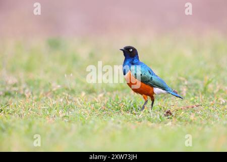 Ein erwachsener Superstar (Lamprotornis Superbus), der am Boden in Kenia, Ostafrika, ernährt Stockfoto
