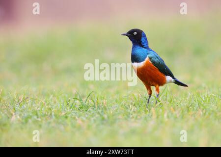 Ein erwachsener Superstar (Lamprotornis Superbus), der am Boden in Kenia, Ostafrika, ernährt Stockfoto