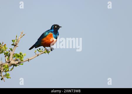 Ein erwachsener Superstar (Lamprotornis Superbus), der in einem Baum im Maasai Mara, Kenia, thront Stockfoto