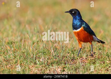 Ein erwachsener Superstar (Lamprotornis Superbus), der am Boden in Kenia, Ostafrika, ernährt Stockfoto