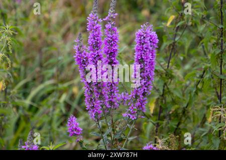 Lila Loosestrife, auch Lythrum salicaria genannt Stockfoto