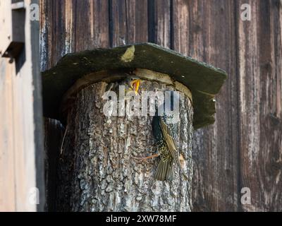 Sturnus vulgaris (Sturnus vulgaris) erwachsener Vogel, der junge Jungtiere mit Regenwürmern füttert. Vogel sitzt im Nest mit weit geöffnetem Schnabel. Stockfoto