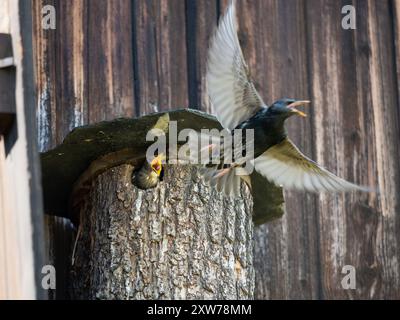 Sturnus vulgaris Elternvogel, der das junge Jungtier ernährt. Vogel sitzt im Nest mit weit geöffnetem Schnabel. Stockfoto