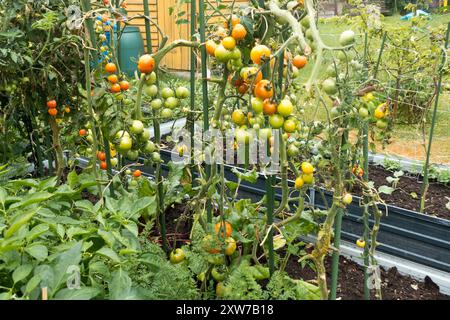 Tomaten Reifen im Garten und wachsen in einem Hochbeet Stockfoto