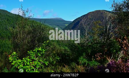 Dyfi Forest - Foel Friog Walking Route und Teil des National Forest for Wales Network mit Pen y Bryn Hill mit Blick auf Cader Idris. Stockfoto