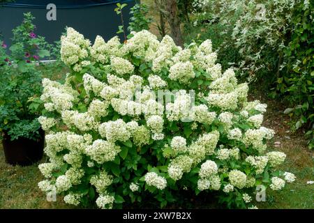 Panicle Hydrangea paniculata „Little Lime“ Sorte Name „Jane“ Stockfoto