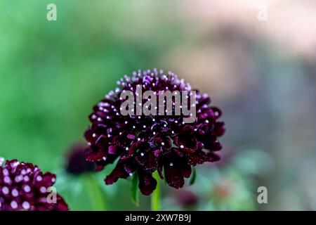 Scabiosa Atropurpurea (Schwarzer Ritter) Stockfoto