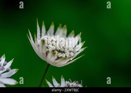 Astrantia Major (Großes Masterwort) Stockfoto