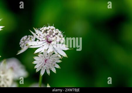 Astrantia Major (Großes Masterwort) Stockfoto