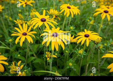 Rudbeckia hirta, gemeinhin als schwarzäugige Susan bezeichnet, eine immergrüne, mehrjährige Klettererin. Stockfoto