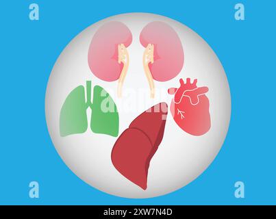 Menschliche innere Organe im transparenten Globus, Organspendekonzept Stock Vektor