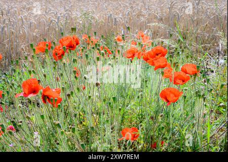 Rotfeldmohn (Papaver rhoeas), der am Rande eines Gerstenfeldes wächst. August, Kent, Großbritannien Stockfoto