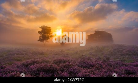 Goldenes Sonnenlicht durchdringt Nebel und beleuchtet lebendige Heidefelder und schafft eine ruhige Morgenlandschaft in der Veluwe Zuiderheide Niederlande Stockfoto