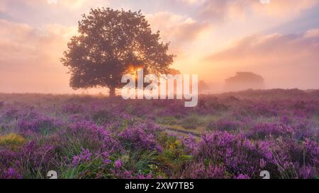 Das Morgenlicht taucht lebendige Heidefelder in violette und goldene Farbtöne und schafft eine ruhige Landschaft in Veluwe Zuiderheide Niederlande, blühende Heidefelder, übersetzungsblühende Heidefelder Stockfoto