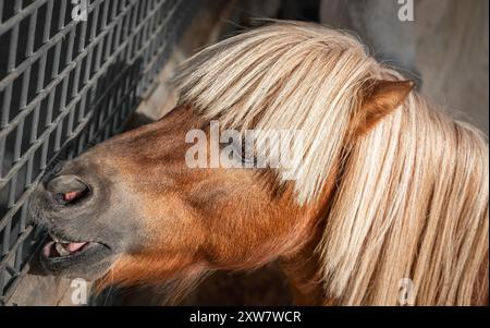 Ein braunes Pony in Gefangenschaft in einem Zoo. Ein Mini-Pony in einem Stall. Miniatur Brown Pony Nahaufnahme Foto. Niemand, selektiver Fokus. Tiere in Captivi Stockfoto