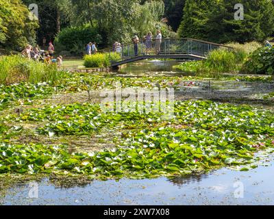 Der Lower Lake, Burnby Hall Gardens, Pocklington Stockfoto