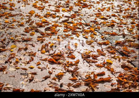 Gelb gefallene Herbstbaumblätter auf nassem Asphalt Stockfoto