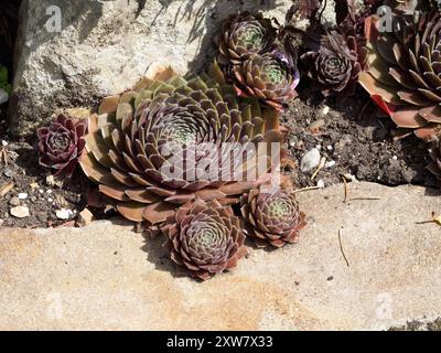 Sempervivum Chick Charms Berry Bomb (Hühner und Küken) Stockfoto