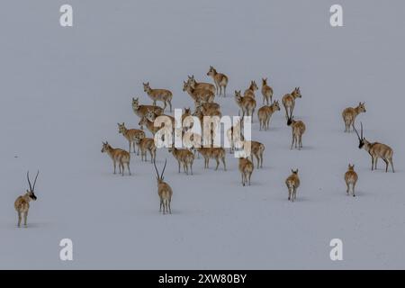 Lhasa, Chinas autonome Region Xizang. Mai 2024. Tibetische Antilopen sind auf dem Qiangtang Grasland, der Autonomen Region Xizang im Südwesten Chinas, am 8. Mai 2024 zu sehen. Quelle: Jiang Fan/Xinhua/Alamy Live News Stockfoto