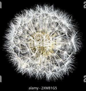 Studio-Aufnahme (Bild gestapelt) einer Danldelion-Uhr (Taraxacum officinale - Blumenkopf zum Samen) vor schwarzem Hintergrund Stockfoto