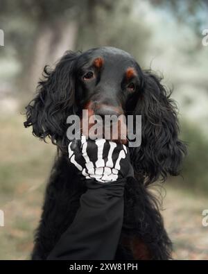 Schwarzer Hund mit Skeletthandschuh. Nahaufnahme eines Gordon Setter Hundes mit verspieltem Ausdruck, der einen Skelett-Handschuh auf der Schnauze trägt, gefangen genommen Stockfoto