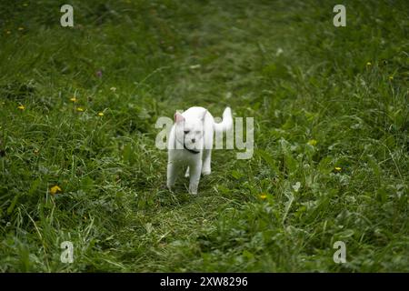 Niedliche weiße Katze auf grünem Gras draußen Stockfoto