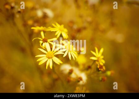 Ragkraut (Senecio jacobaea) gelbe Wildblume, Vereinigtes Königreich Stockfoto