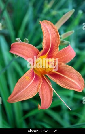 Orange Taglilie mit zarten Blütenblättern und langen Staubblättern, Hemerocallis Fulva, Taglilie im Garten vertikal, Blumenkopf Makro, Schönheit in der Natur, blumig Stockfoto