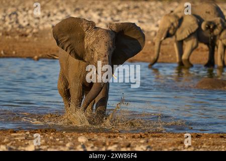 Junger afrikanischer Elefant (Loxodonta africana), der an einem Wasserloch im Etosha-Nationalpark in Namibia herumplätschert Stockfoto