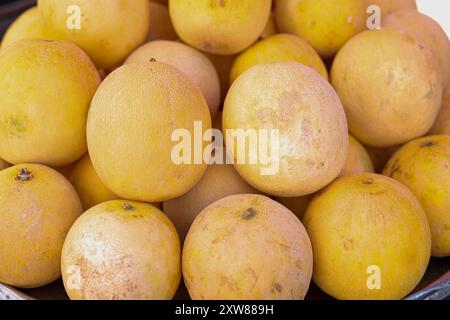 Gruppe von gelben, frisch Reifen Melonen auf dem lokalen Basar Stockfoto