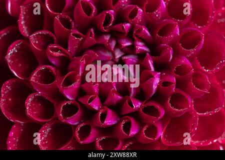 Makro von roten Dahlienblüten mit Tautropfen. Selektiver Fokus Stockfoto