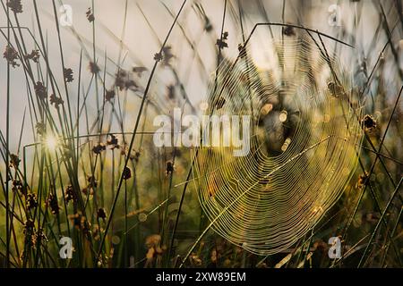 Herbst, Herbstfoto, Spinnennetz, Web, Spun, drehen, Schilf, Gras, Sonnenlicht, Hintergrundbeleuchtung, Etang de la Gruère Stockfoto