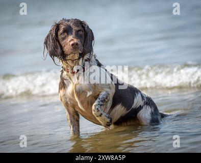Der Springer Spaniel spielt gerne in der Brandung, plätschert im Wasser, während er von der beruhigenden Strandatmosphäre umgeben ist. Stockfoto