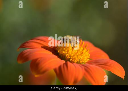 Eine Arbeitsbiene (APIs mellifera) auf einer roten mexikanischen Sonnenblume. Die weichen roten Blütenblätter geben ein traumhaftes Gefühl. Grüner Hintergrund mit Platz für das Kopieren. Stockfoto