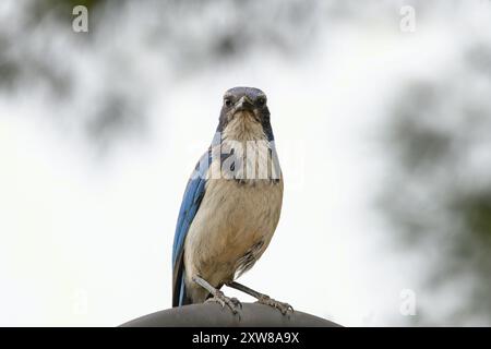 California Scrub-jay Aphelocoma californica starres Face-off, Carlsbad, San Diego, USA. Stockfoto
