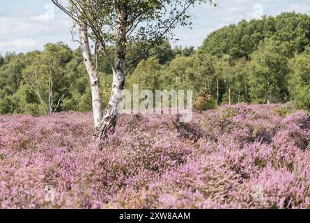 Blühende Heide (Calluna vulgaris) auf Chobham Common, einem Surrey Heidegebiet Stockfoto