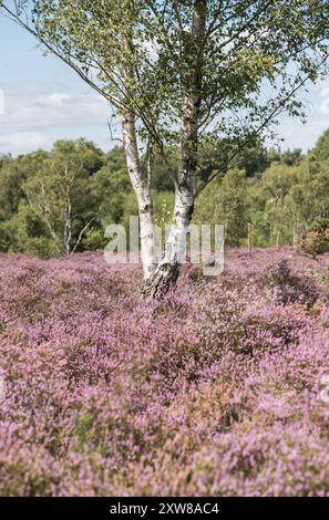 Blühende Heide (Calluna vulgaris) auf Chobham Common, einem Surrey Heidegebiet Stockfoto