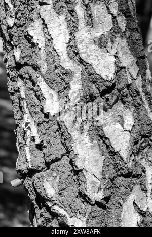 Rinde auf dem Stamm einer Silberbirke (Betula pendula) auf Chobham Common, Surrey Stockfoto