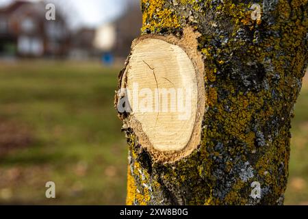 Nahaufnahme eines frisch geschnittenen Baumzweigs - leuchtend gelbe Flechte, die den Stamm bedeckt. Aufgenommen in Toronto, Kanada. Stockfoto