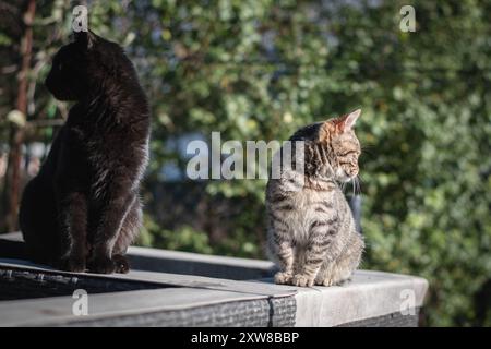 Schwarze Katze und tabby graue Tigerkatze, ungarig, sieht anders aus Stockfoto