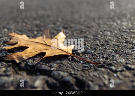 Sonnenlicht braunes Eichenblatt auf strukturiertem Asphalt - Nahaufnahme, die die komplizierten Details der Blattvenen erfasst. Aufgenommen in Toronto, Kanada. Stockfoto