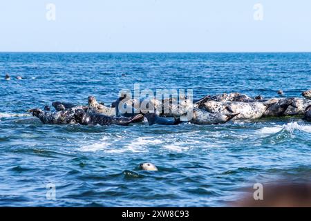 Robbenkolonie, Coquet Island, Amble, Northumberland, England Stockfoto