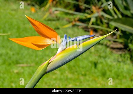 Nahansicht der Madeira Agapanthus oder Strelitzia Blume Stockfoto