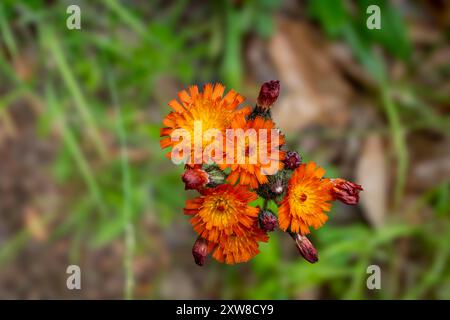 Eine leuchtende Orange-Krautblume hebt sich vor einem weichen, unscharfen grünen Hintergrund hervor. Stockfoto