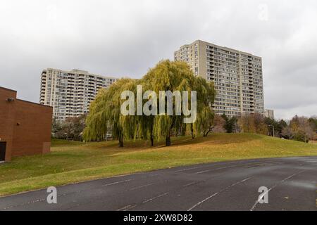 Herbstliche Trauerweide steht auf einem üppigen Hügel, flankiert von Hochhäusern unter einem bewölkten Himmel. Aufgenommen in Toronto, Kanada. Stockfoto