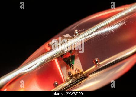 Nahaufnahme einer leuchtenden LED an einer Lichterkette – mit komplexen internen Filamenten und reflektierenden Oberflächen. Aufgenommen in Toronto, Kanada. Stockfoto