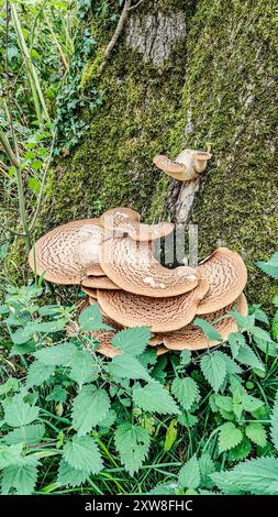 Dryadensattel (Polyporus squamosus) Pilz wächst auf einem Flechtenbedeckten Baumstamm mit Brennnesseln im Vordergrund Stockfoto