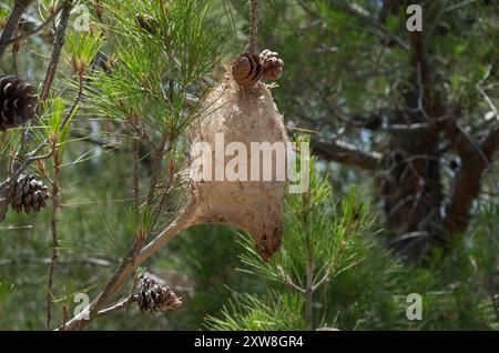 Seidenzelt aus Larven des Kiefernprozessionärs in Kiefern Stockfoto