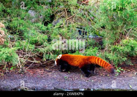 Ein roter Panda, der auf dem Boden in der Nähe von Grün spaziert. Das Tier hat ein markantes rötlich-braunes Fell mit buschigem Schwanz, das in Orange und b erkennbar ist Stockfoto