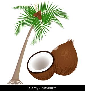 Teil einer Kokospflanze auf weißem Hintergrund. Stock Vektor